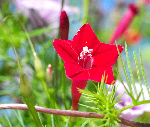 Ipomoea quamoclit Feathers (Pennata) - Mix (branca, rosa e vermelha) - Trepadeira cipreste, Videira cipreste Glória da manhã, Trepadeira esqueleto, Ipo - Imagem 2