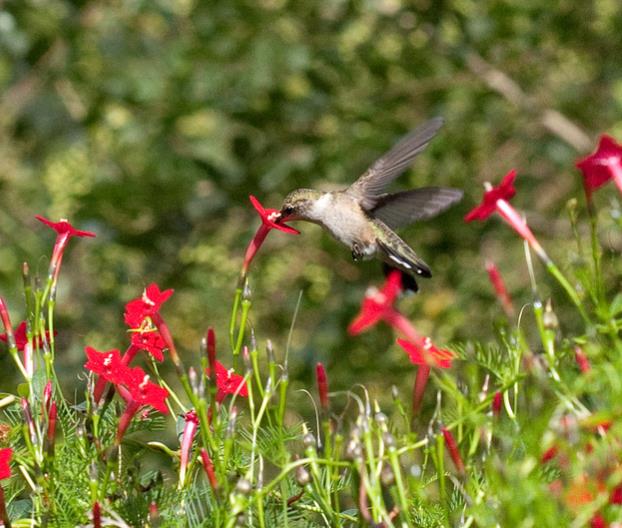 Ipomoea quamoclit Feathers (Pennata) - Mix (branca, rosa e vermelha) - Trepadeira cipreste, Videira cipreste Glória da manhã, Trepadeira esqueleto, Ipo - Imagem 8