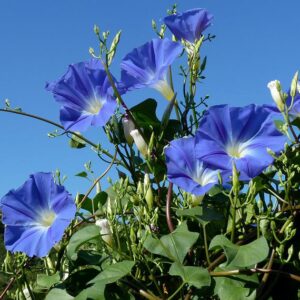 Ipomoea tricolor - Trepadeira Glória da manhã, Morning glory, Corda de viola, Campainha, Tililtzin,