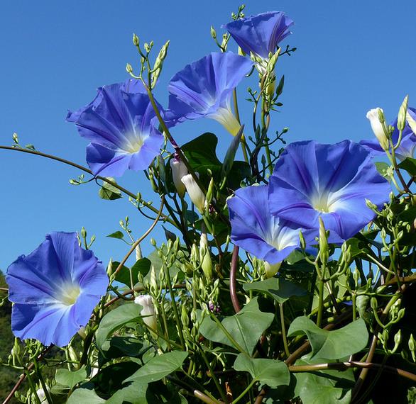 Ipomoea tricolor - Trepadeira Glória da manhã, Morning glory, Corda de viola, Campainha, Tililtzin,