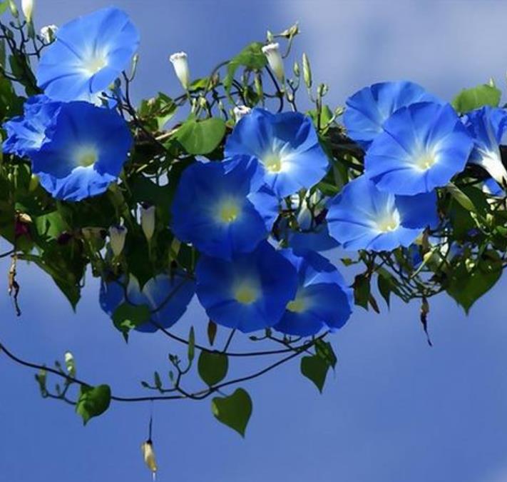 Ipomoea tricolor - Trepadeira Glória da manhã, Morning glory, Corda de viola, Campainha, Tililtzin, - Imagem 2