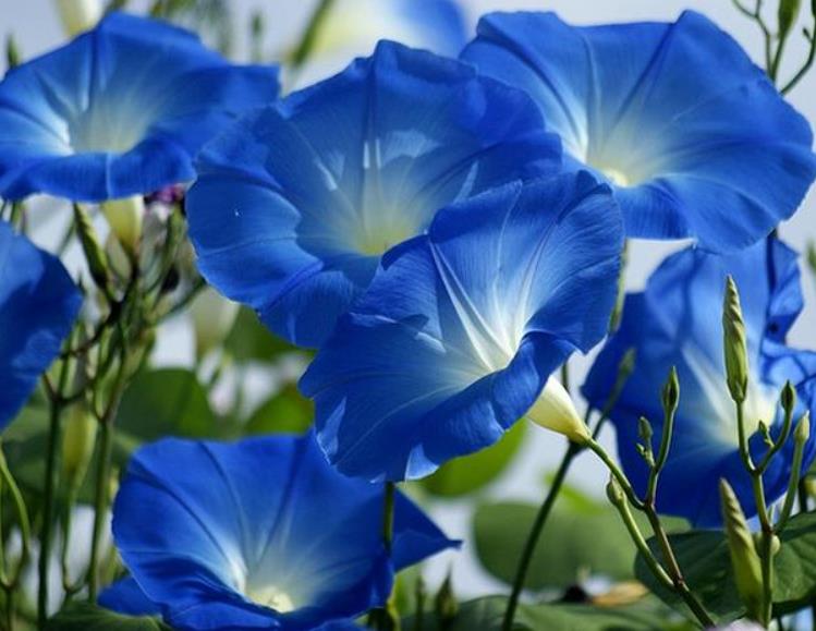 Ipomoea tricolor - Trepadeira Glória da manhã, Morning glory, Corda de viola, Campainha, Tililtzin, - Imagem 3
