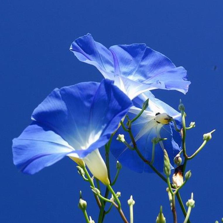 Ipomoea tricolor - Trepadeira Glória da manhã, Morning glory, Corda de viola, Campainha, Tililtzin, - Imagem 4