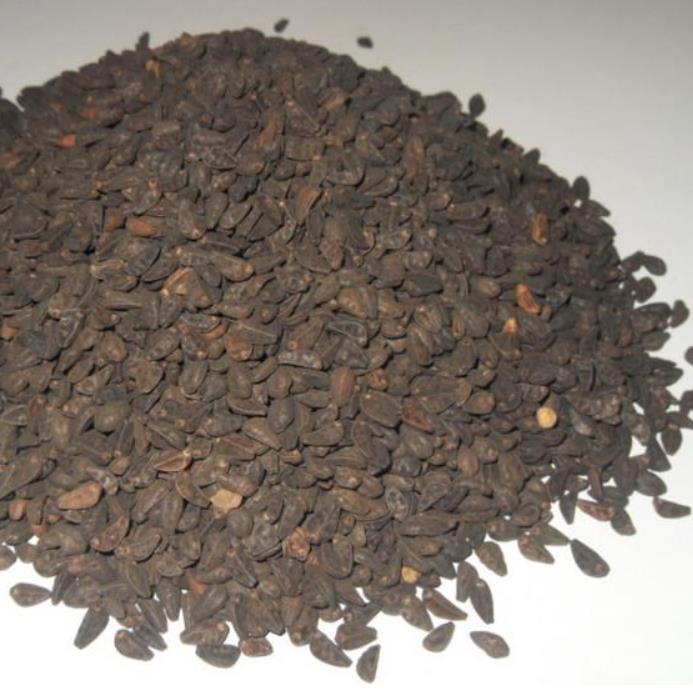 Ipomoea tricolor - Trepadeira Glória da manhã, Morning glory, Corda de viola, Campainha, Tililtzin, - Imagem 5