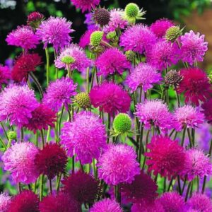 Knautia macedonica 'Melton Pastels' - Escabiosa Macedônia, Escabiosa do Campo, Flor Alfineteira