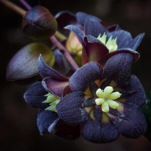 Lardizabala biternata - Coguilera, Coguil, Fruta Zabala, Lardizabala, Voqui Coille