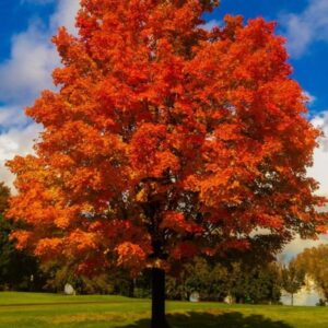 Liquidambar styraciflua - Liquidâmbar, Sweet-gum