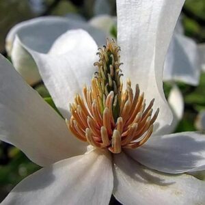 Magnolia kobus 'Borealis' - Magnolia Boreal, Magnolia Japonesa, Magnolia Kobushi, Magnolia Borealis