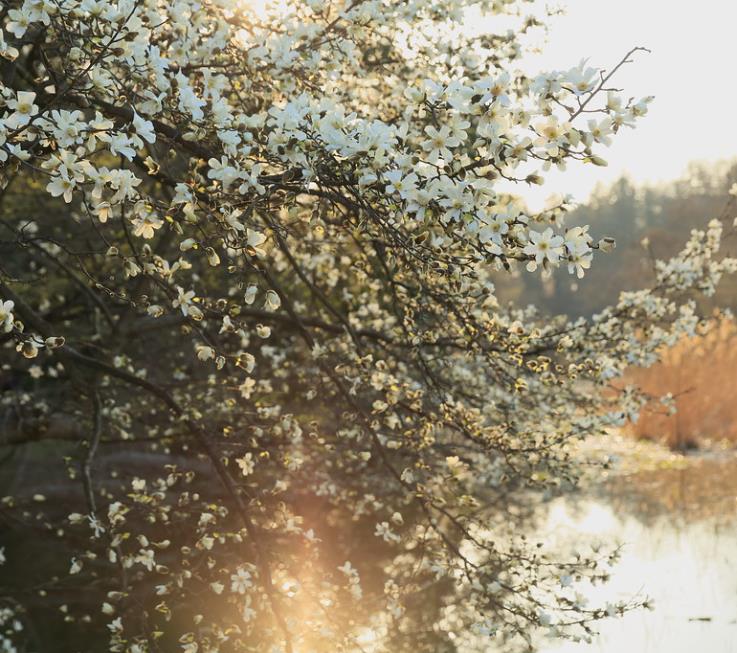 Magnolia kobus 'Borealis' - Magnolia Boreal, Magnolia Japonesa, Magnolia Kobushi, Magnolia Borealis - Imagem 2