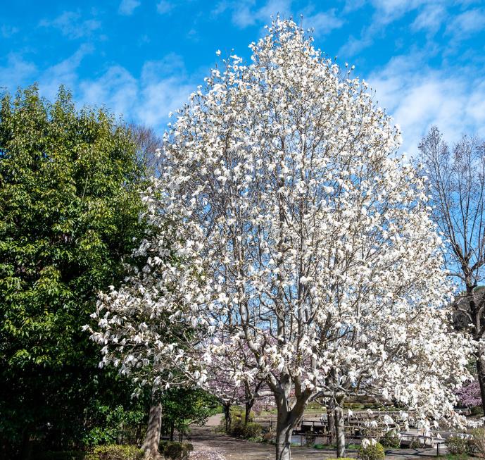 Magnolia kobus 'Borealis' - Magnolia Boreal, Magnolia Japonesa, Magnolia Kobushi, Magnolia Borealis - Imagem 4