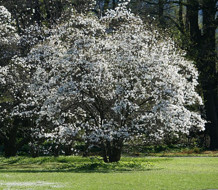 Magnolia kobus 'Borealis' - Magnolia Boreal, Magnolia Japonesa, Magnolia Kobushi, Magnolia Borealis - Imagem 6