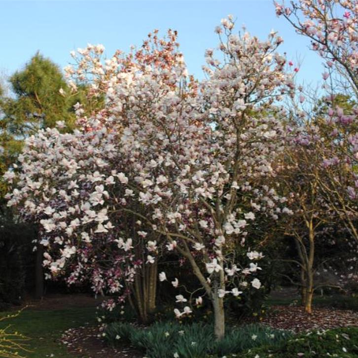 Magnolia kobus 'Borealis' - Magnolia Boreal, Magnolia Japonesa, Magnolia Kobushi, Magnolia Borealis - Imagem 7