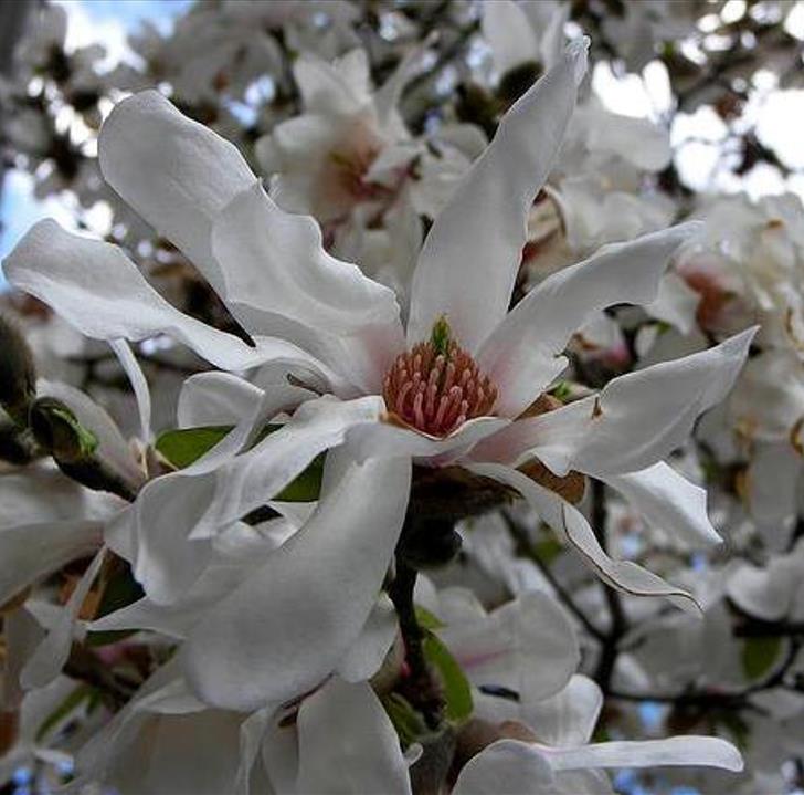 Magnolia kobus 'Borealis' - Magnolia Boreal, Magnolia Japonesa, Magnolia Kobushi, Magnolia Borealis - Imagem 10