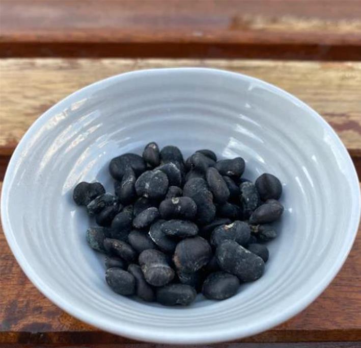 Magnolia kobus 'Borealis' - Magnolia Boreal, Magnolia Japonesa, Magnolia Kobushi, Magnolia Borealis - Imagem 11