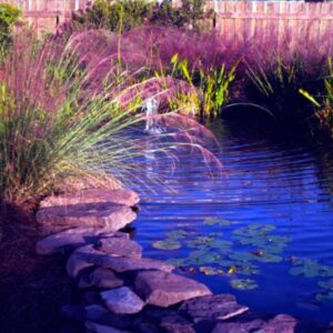 Muhlenbergia capillaris - Grama Rosa Ornamental, Grama Rosa, Muhlygrass, Mulhy Pink Grass, Sweetgrass