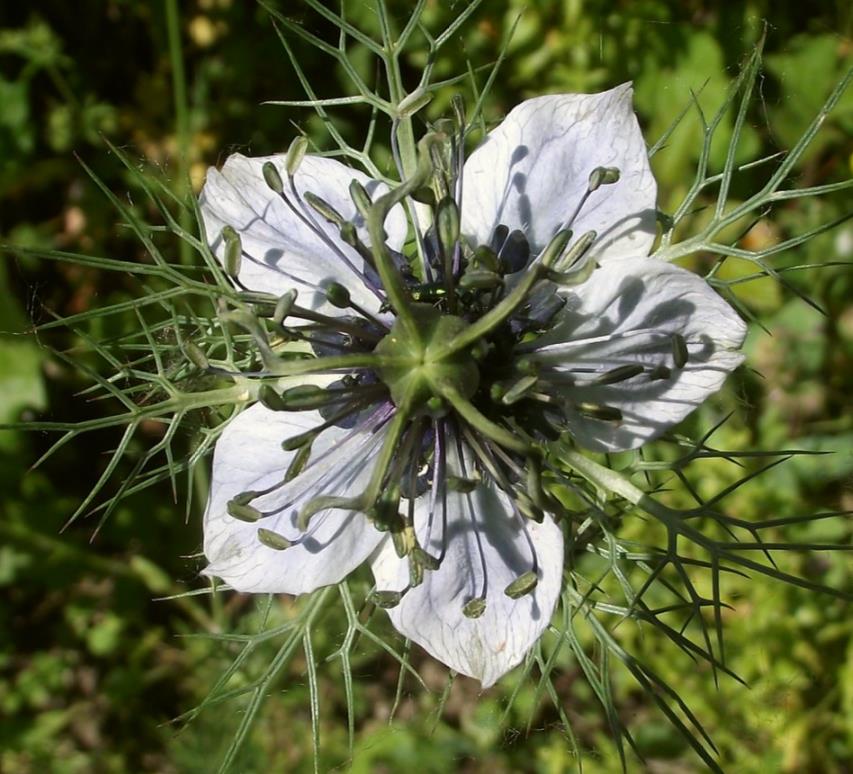 Nigella sativa (Certificação Orgânica) - Cominho Preto Verdadeiro, Cominho Negro, Black Cumin, Cominho Tempero, Alcaravia - Imagem 2
