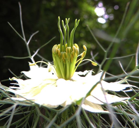 Nigella sativa (Certificação Orgânica) - Cominho Preto Verdadeiro, Cominho Negro, Black Cumin, Cominho Tempero, Alcaravia - Imagem 8