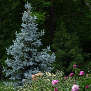 Picea pungens 'Glauca Blue' - Pinheiro Abeto Azul, Pinheiro Azul Prata do Colorado, Pinheiro Azul
