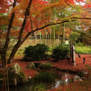 Pinus densiflora - Pinheiro japonês vermelho, Japanese red pine, Akamatsu