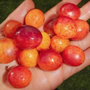 Prunus domestica Subsp. syriaca 'Nancy Red Speckled' - Ameixeira Mel de Lorraine, Ameixa Mirabelle, Mirabelle Plum, Mirabelle De Lorrai