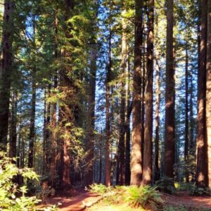 Pseudotsuga menziesii var. menziesii - Coast Douglas Fir, Douglas Fir, Abeto Douglas da Costa, Pinheiro do Oregon