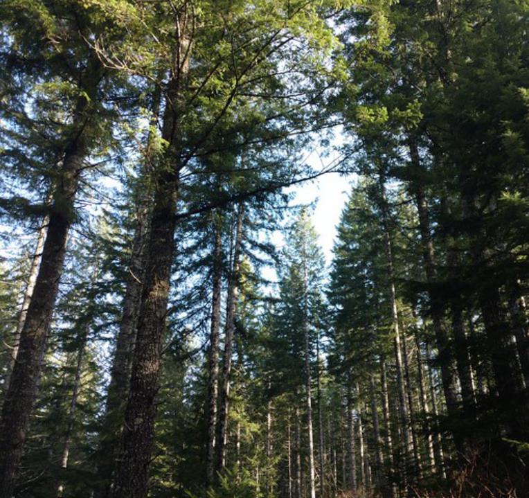 Pseudotsuga menziesii var. menziesii - Coast Douglas Fir, Douglas Fir, Abeto Douglas da Costa, Pinheiro do Oregon - Imagem 3