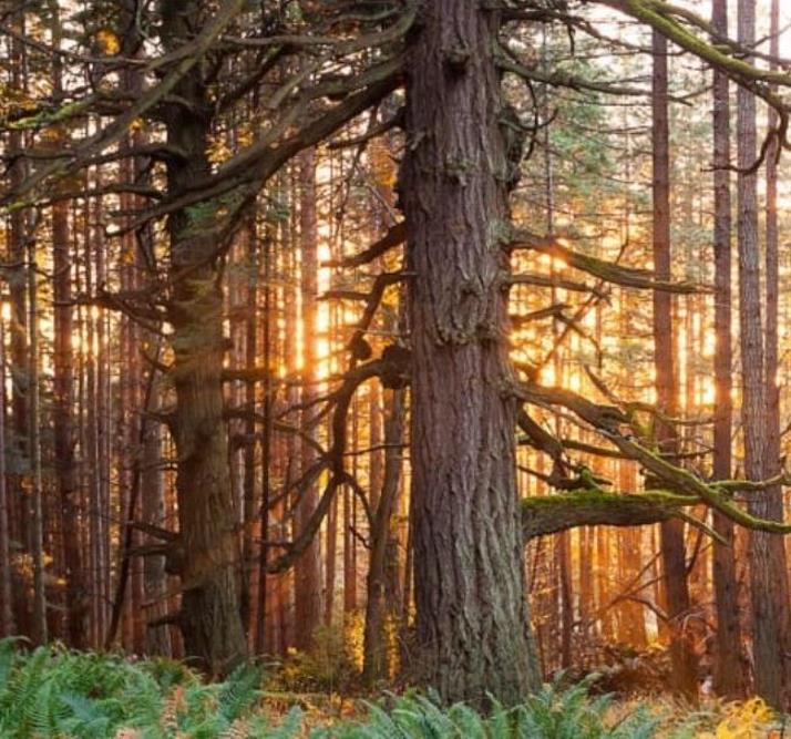 Pseudotsuga menziesii var. menziesii - Coast Douglas Fir, Douglas Fir, Abeto Douglas da Costa, Pinheiro do Oregon - Imagem 6