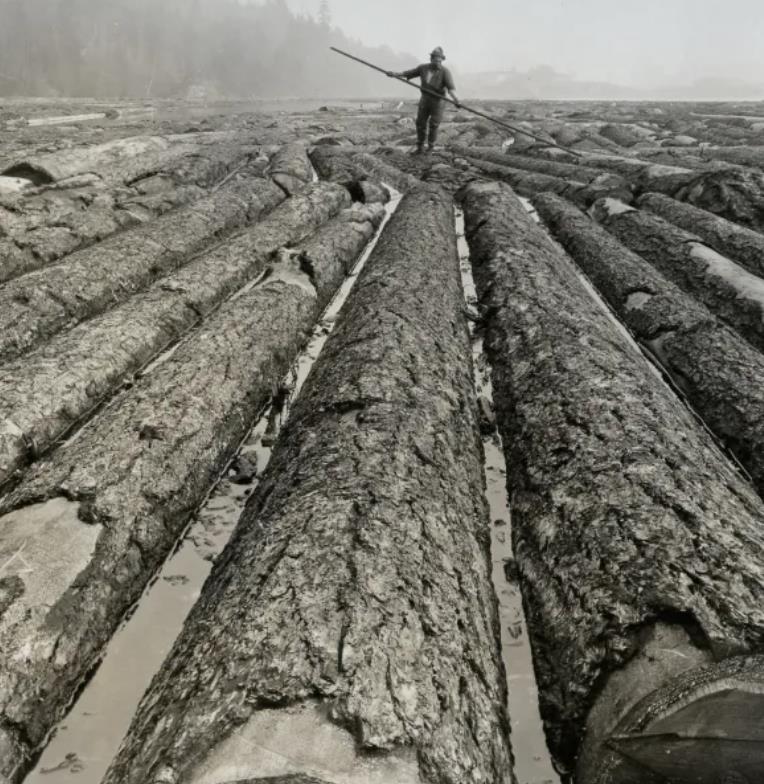 Pseudotsuga menziesii var. menziesii - Coast Douglas Fir, Douglas Fir, Abeto Douglas da Costa, Pinheiro do Oregon - Imagem 7