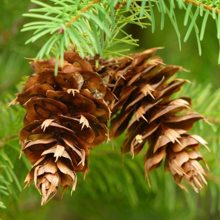 Pseudotsuga menziesii var. menziesii - Coast Douglas Fir, Douglas Fir, Abeto Douglas da Costa, Pinheiro do Oregon - Imagem 8