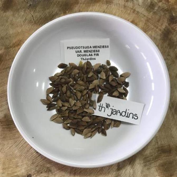 Pseudotsuga menziesii var. menziesii - Coast Douglas Fir, Douglas Fir, Abeto Douglas da Costa, Pinheiro do Oregon - Imagem 9