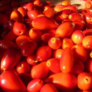 Rosa canina - Trepadeira Rosa Mosqueta Canina, Rosa selvagem, Rosa silvestre, Rosa canina