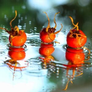 Rosa rubiginosa (Rosa eglanteria) - Arbusto Rosa Mosqueta Rubiginosa, Rosa do Vinho, Rosa Eglanteria