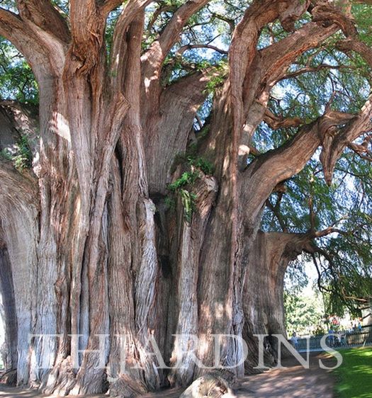 Taxodium huegelii (Taxodium mucronatum) - Cipreste de Montezuma - Imagem 2