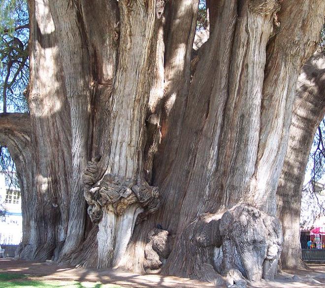 Taxodium huegelii (Taxodium mucronatum) - Cipreste de Montezuma - Imagem 3