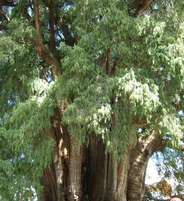 Taxodium huegelii (Taxodium mucronatum) - Cipreste de Montezuma - Imagem 4