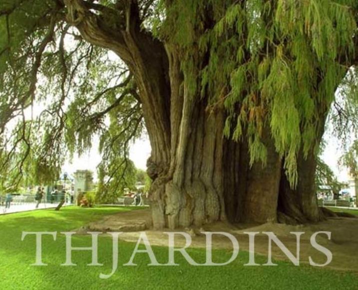 Taxodium huegelii (Taxodium mucronatum) - Cipreste de Montezuma - Imagem 5