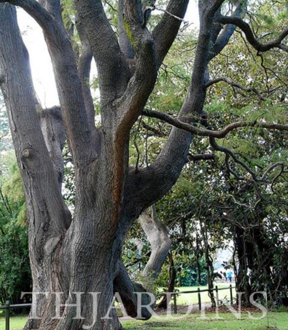 Taxodium huegelii (Taxodium mucronatum) - Cipreste de Montezuma - Imagem 6