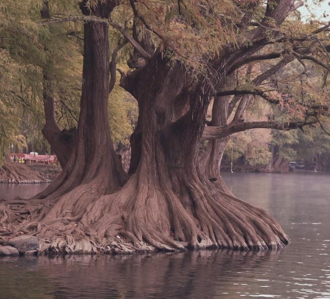 Taxodium huegelii (Taxodium mucronatum) - Cipreste de Montezuma - Imagem 7