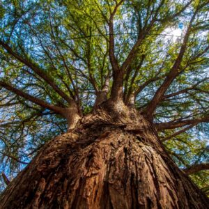 Taxodium huegelii (Taxodium mucronatum) - Cipreste de Montezuma