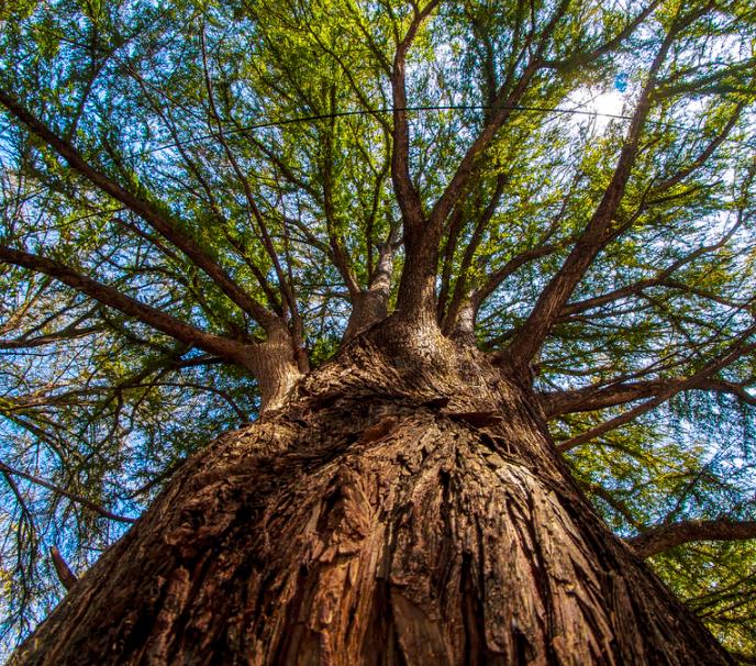 Taxodium huegelii (Taxodium mucronatum) - Cipreste de Montezuma