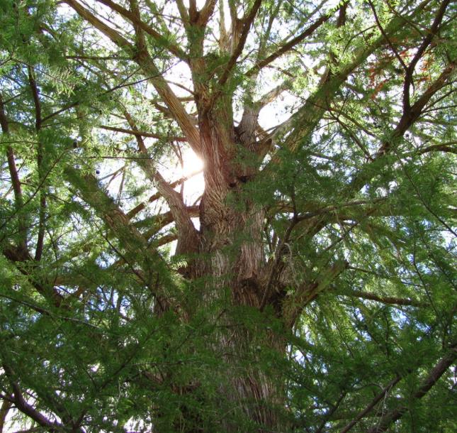 Taxodium huegelii (Taxodium mucronatum) - Cipreste de Montezuma - Imagem 8