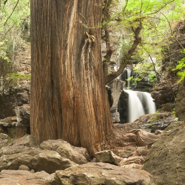Taxodium huegelii (Taxodium mucronatum) - Cipreste de Montezuma - Imagem 9