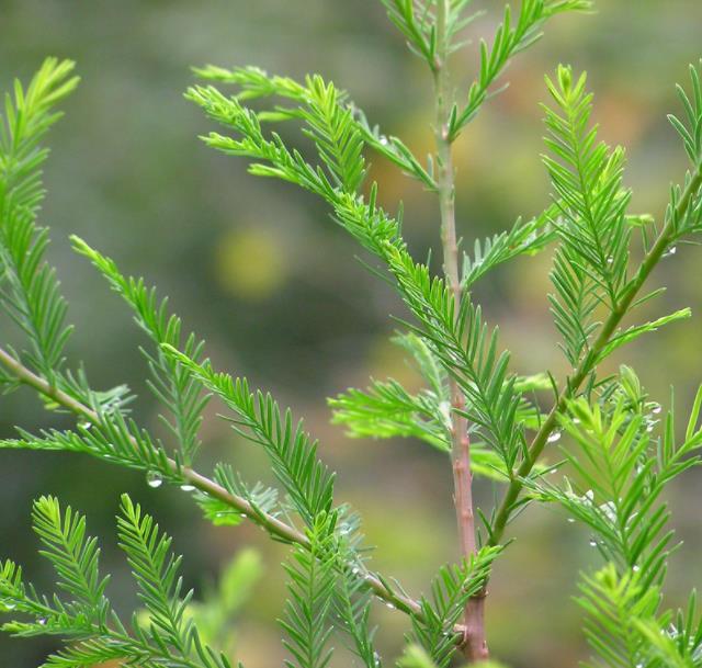 Taxodium huegelii (Taxodium mucronatum) - Cipreste de Montezuma - Imagem 10