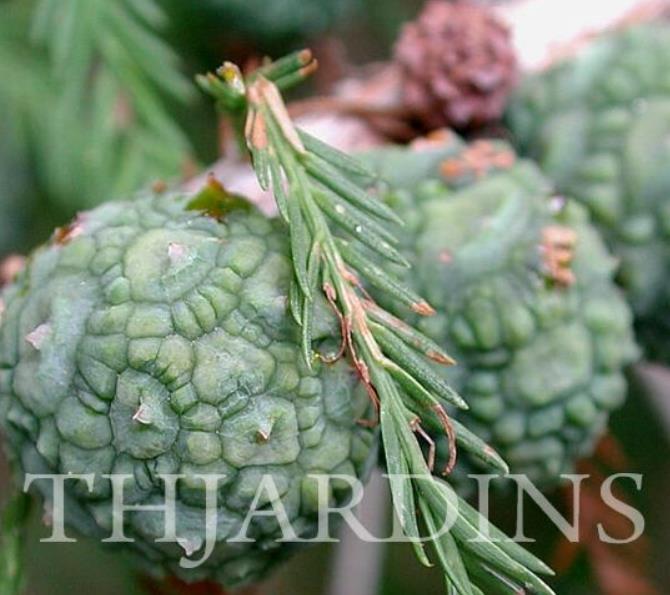 Taxodium huegelii (Taxodium mucronatum) - Cipreste de Montezuma - Imagem 11