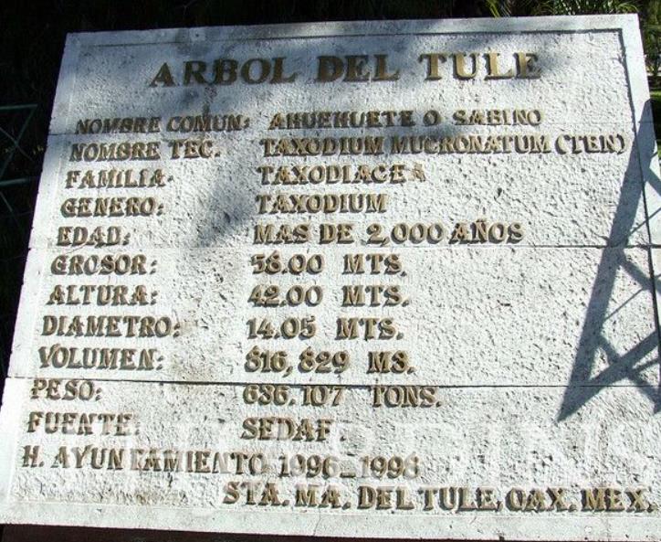 Taxodium huegelii (Taxodium mucronatum) - Cipreste de Montezuma - Imagem 12