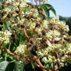 Tetradium danielli (Euodia hupehensis) - Árvore Abelha, Bee-Bee Tree, Árvore do Mel, Evodia