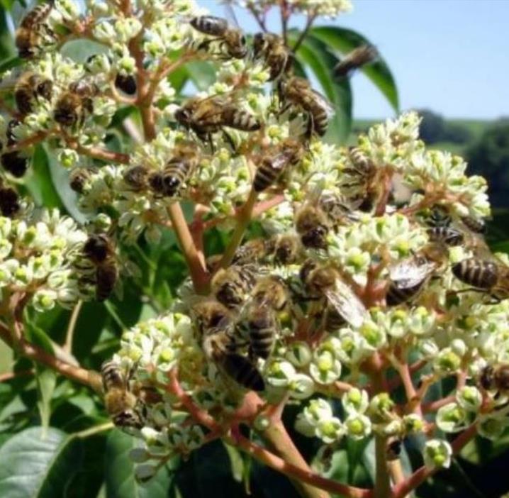 Tetradium danielli (Euodia hupehensis) - Árvore Abelha, Bee-Bee Tree, Árvore do Mel, Evodia