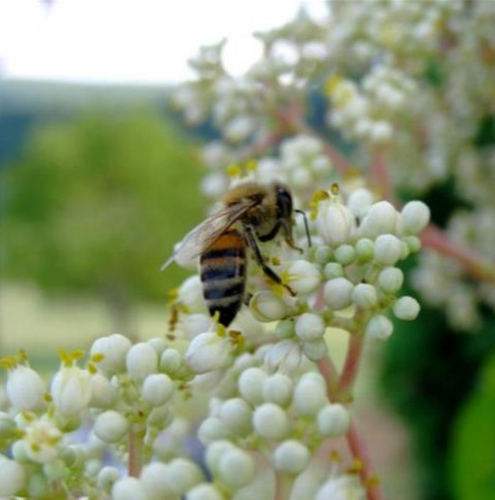 Tetradium danielli (Euodia hupehensis) - Árvore Abelha, Bee-Bee Tree, Árvore do Mel, Evodia - Imagem 3