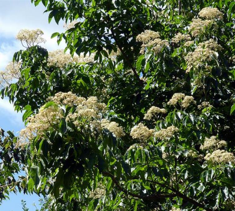 Tetradium danielli (Euodia hupehensis) - Árvore Abelha, Bee-Bee Tree, Árvore do Mel, Evodia - Imagem 4