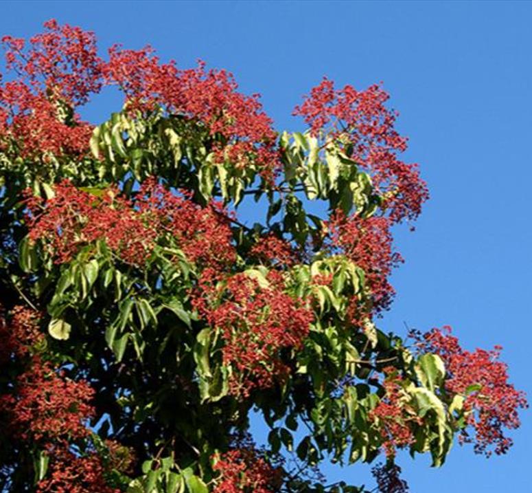 Tetradium danielli (Euodia hupehensis) - Árvore Abelha, Bee-Bee Tree, Árvore do Mel, Evodia - Imagem 5